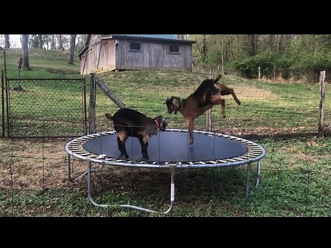 Goats jumping on trampoline