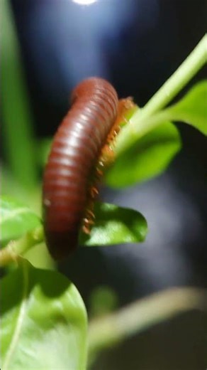 The Millipede WAVE! 🌊 Insane Macro Close-Up Captured on a Phone Lens #SmartphoneMacro #shorts