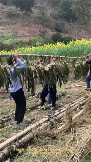 How to Dry Pickled Vegetables! Traditional Method