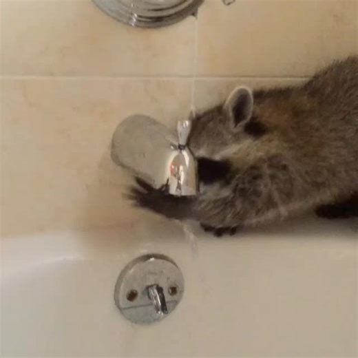Rescuing a Baby Raccoon: Playtime and Care