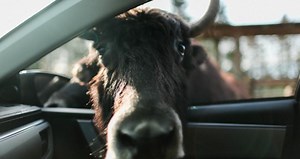 The first safari in Baja California opens its doors