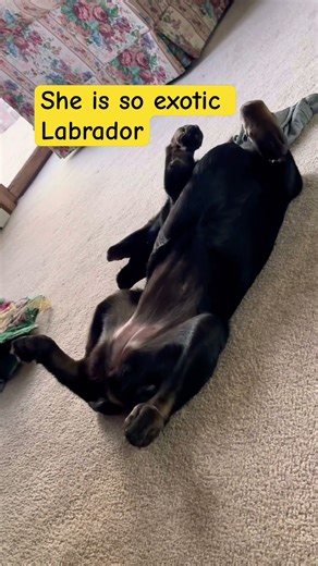 Perlita #viral #animal #pet