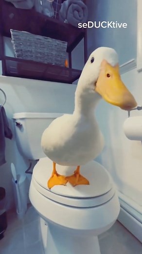 Duck sings on a toilet 🎶🦢🚽 | seducktive