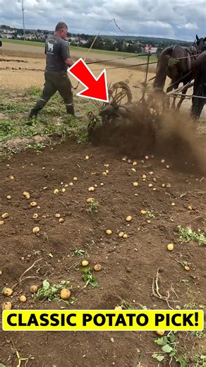 Old-School Potato Harvesting in Action! #TraditionalFarming #PotatoDigging #fyp #Amazing #trending #viral #reels #fypシ゚viralシ2024 | Knowly