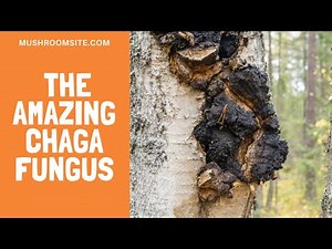 The Amazing Chaga Mushroom -- An Overview
