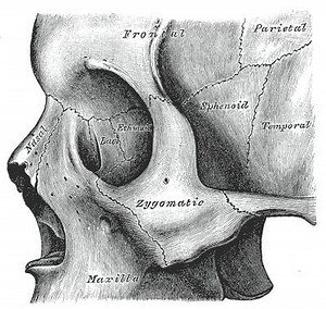 Zygomatic bone - Alchetron, The Free Social Encyclopedia