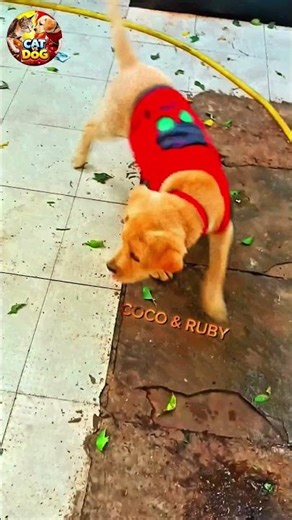 #dog X cat funny 😁 😂 😀