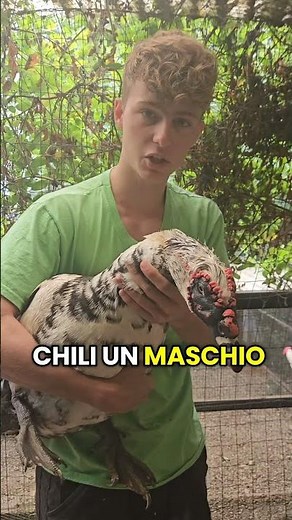 L’anatra più grossa al mondo: scopri la razza gigante#anatre #anatregiganti #animalidafattoria