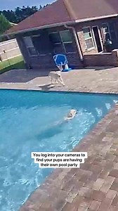 14K views · 386 reactions | Dogs decide to have a pool party while their pawparents are away! #viraldogsoftiktok #dogsoftiktok #swimmingdogsoftiktok #fyp #CapCut | Buster Funny | Facebook