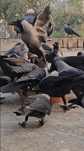 Amazing Crowing Singing Crows Adorable Crows Sounds Happy Happy Crows Birds Sounds Wildlife #shorts