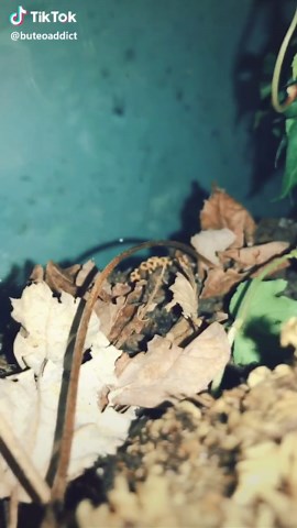 tylerfalconry on TikTok