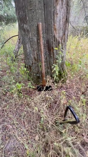 Forest Adventures. Never know what you’ll come across in the woods. #forest #woods #shorts