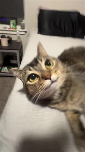 Runaway Baby: Unforgettable Cat Adventures