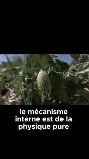 Tu ne croiras pas comment ce fruit lance ses graines !