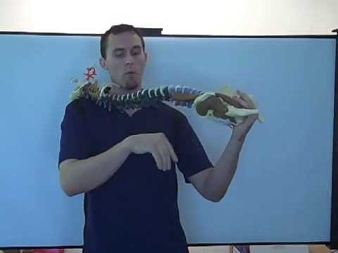 How To Sleep With A Disc Bulge