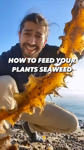 How to use seaweed to feed your plants.. 😳🌱 . . . . #seaweed #natural #plantbased #garden #gardening #plants #plantsofinstagram #healthyfood #lifehack #hacks #diy #recycle #howto #ocean #medicine #plantstagram #creativeexplained #cookinghacks #organicgardening #instadaily #tiktokstar | creative explained