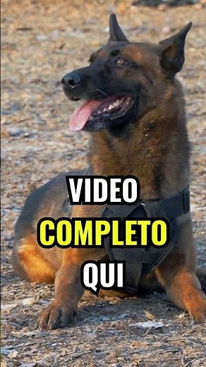 SCOPRI I MIGLIORI CANI DA GUARDIA. QUALE È IL PIÙ ADATTO A TE?