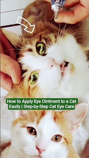 How to Apply Eye Ointment to a Cat Easily | Step-by-Step Cat Eye Care