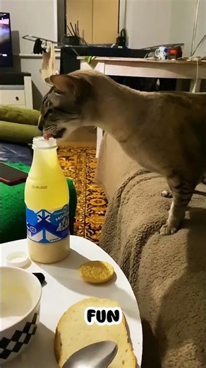 Could your cat’s nose print be unique — like a human fingerprint?🐱👃✨#shorts