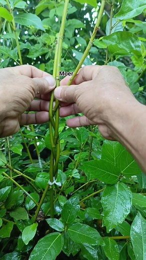 5K views · 38 reactions | Techniques for shaping the trunk character of bonsai material #technique #character #education #bonsaitree #housing #christmas #lifestyle | Makmur | Facebook