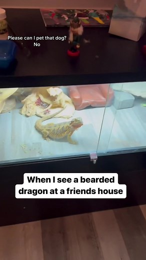 Bearded Dragon Enclosure Set-Up Service | Pet Lover Offer