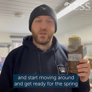 30 reactions | Pine hoverfly larvae have a very cool adaptation to withstand winter temperatures ❄️ The jars they live in at our conservation breeding centre at Highland Wildlife Park can completely freeze in cold weather, but they are a-okay and still prepping for spring! When it gets warmer and the jars thaw, they have the ability to reanimate themselves - Learn more with Carl Allott ⬇️ | Royal Zoological Society of Scotland (RZSS) | Facebook