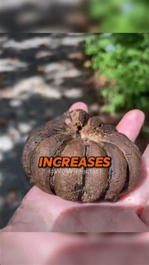 The World's Most Dangerous Tree