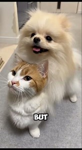 Who’s Smarter: Cats or Dogs? 🐱🐶 #cat #dog