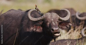 Close-up of Cape buffalo bull chewing the cud with a red-billed oxpecker calling on his back