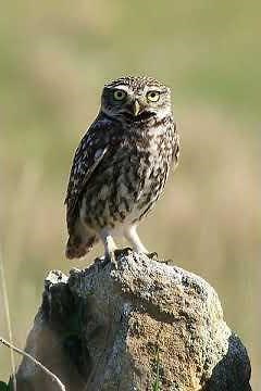 Athene noctua (Little owl) 4. Alarming sound of male