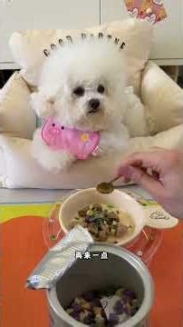 Bichon's Cutest Pet Debut on YouTube