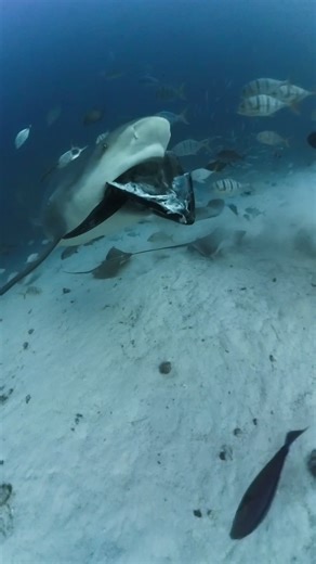 Bull Shark Feeding on Tuna Head in Maldives