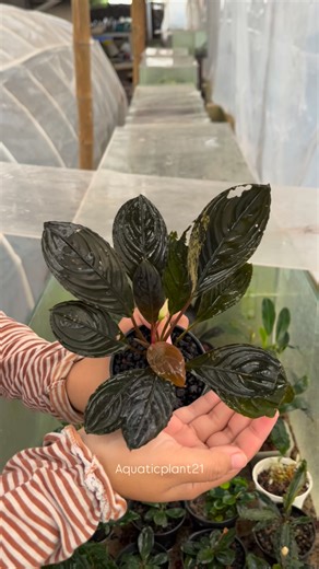 “Today’s highlight: nurturing one of my rarest Bucephalandra varieties 🌿💧💎 Its vibrant color, perfect leaf texture, and strong health truly represent the premium standard we maintain for international customers. Proud to grow rare-quality aquatic plants for collectors across Asia, Europe, the USA, and the UAE ✈️🌍.” #aquaticplant #bucephalandrapremium #rarebuce #exoticplants #aquascapecommunity #aquaticplantexport #worldwideshipping #tropicalrares #plantusa #plantuae #planteurope #plantasia #