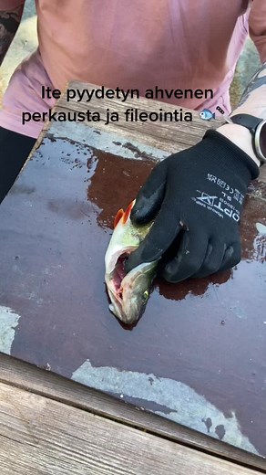 #ahven #fishtok #perch #fyp #foryoupage #fypage #fileointi #fishfilet