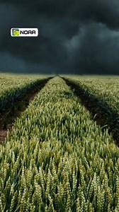 Easily spot unfavorable weather conditions sorted by expected severity.⚡️❄️☔ | NOAA Weather Radar Live