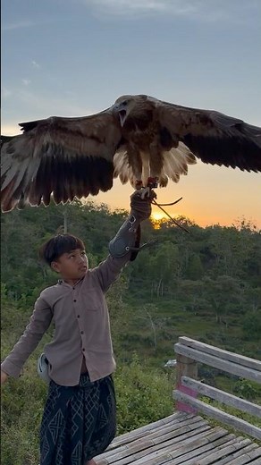 eagles and the beauty of nature at dusk #animals