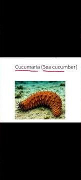 Phylum Echinodermata - Tricks to remember Examples #biology #kannada #science #neet2026#aiims#viral