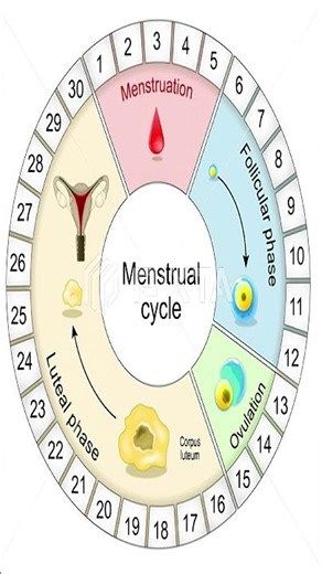 Normal Menstrual cycle.Learn before its too late