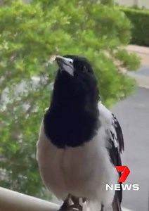 384K views · 5.3K reactions | A butcher bird in the South East has been captured doing a mix of bird call impersonations. The clever bird imitates the noises of rosellas and kookaburras, sounding almost exactly like the real thing. www.7NEWS.com.au #7NEWS | 7NEWS Brisbane | Facebook