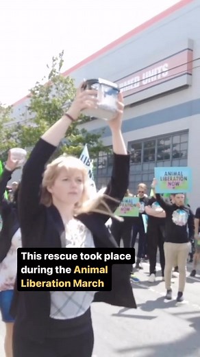 1.3K views · 12 reactions | BREAKING RESCUE: Four “feeder mice” and a...