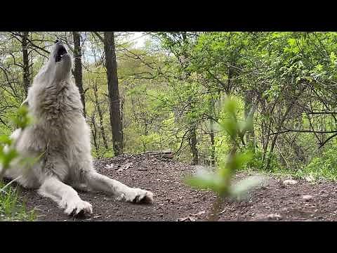 Embrace the Howl of the Wolf 🐺