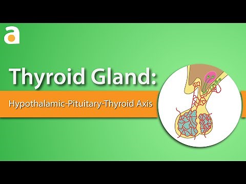 Thyroid Gland: Hypothalamic-Pituitary-Thyroid Axis - Role of Thyroid Stimulating Hormone (TSH)