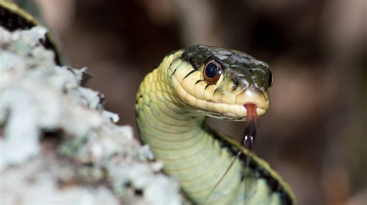 This NY lake is among the most 'snake-filled' in the U.S.