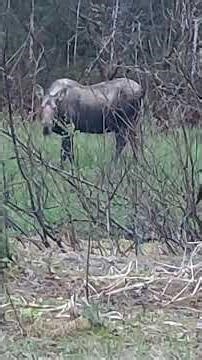 Moose Greeting Glacier Bay With Fred Fulmer May 15th