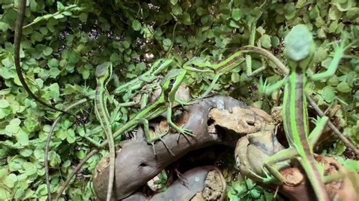 These baby iguanas were hatched from a \u2018virgin birth'