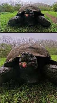 Galápagos Giant Tortoise Feeding Time