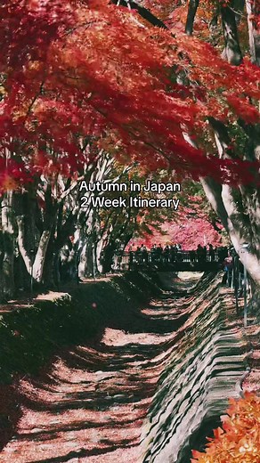 Autumn in Japan: 2 Week Itinerary 🍁🎄 Late November to early December is one of the best times to visit Japan since you get to enjoy both peak autumn colors and festive holiday illuminations. If you’re planning a trip to Japan soon and want some inspiration then check out my recent itinerary below! Day 1-2: Fuji Five Lakes Autumn colors peak earlier in the Fuji Five Lakes region so head straight to Lake Kawaguchiko to make sure you don’t miss out on the epic colors. Hike up the 398 steps to the