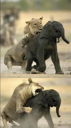 Lion Pride Suddenly Attacked Baby Elephant By info fact News