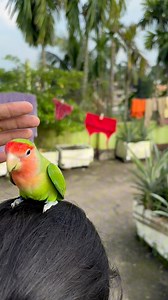 2.1M views · 10K reactions | Mini vlogs with birds 列#birdslover #birds #parrot #minivlog #shortvideo #pets #shorts | Dipanjan Saha | Facebook