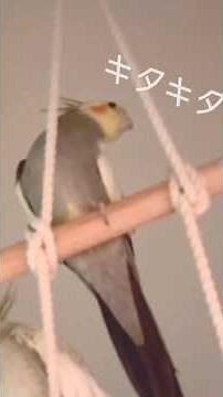 うちのボス、テンのおやすみ前のおしゃべり動画 #オカメインコブリーダー #オカメインコ #オカメインコおしゃべり